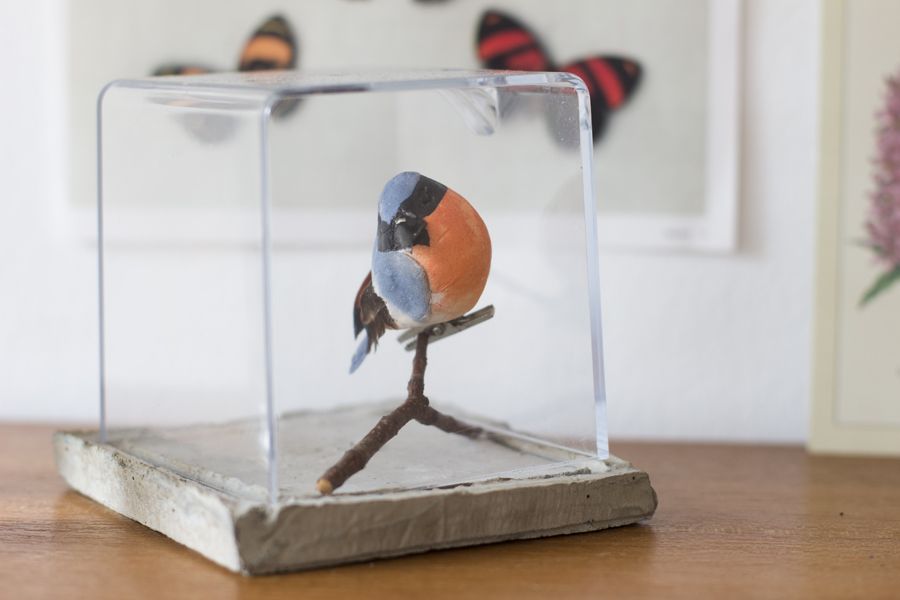 biologist_taxidermy_decoration_bird_terrarium