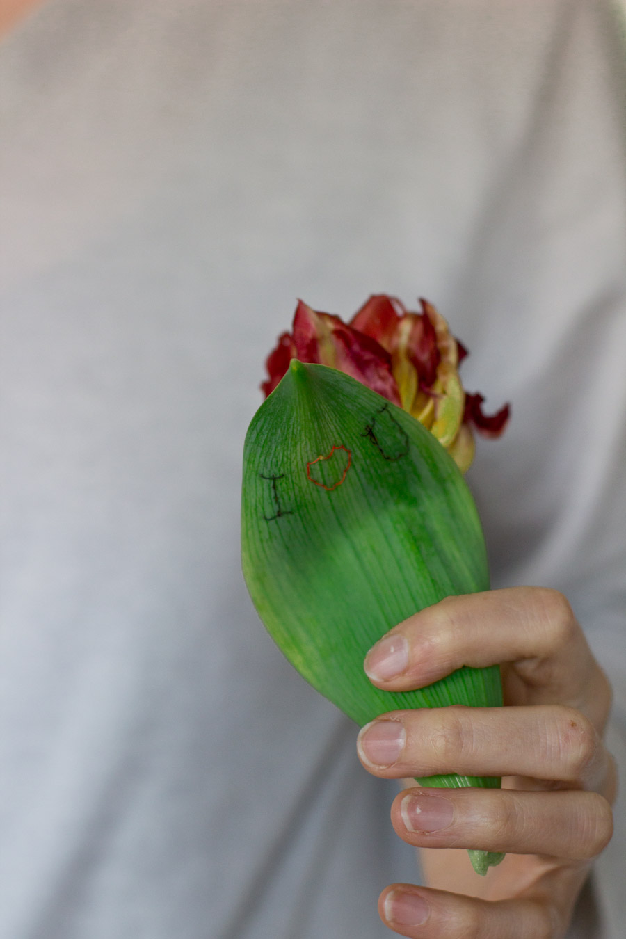 Valentine's Day flower DIY with tulips