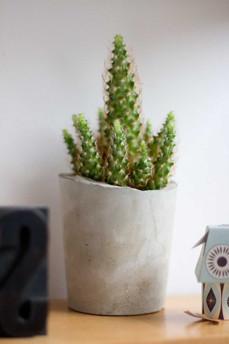 concrete-cup-planter-cactus