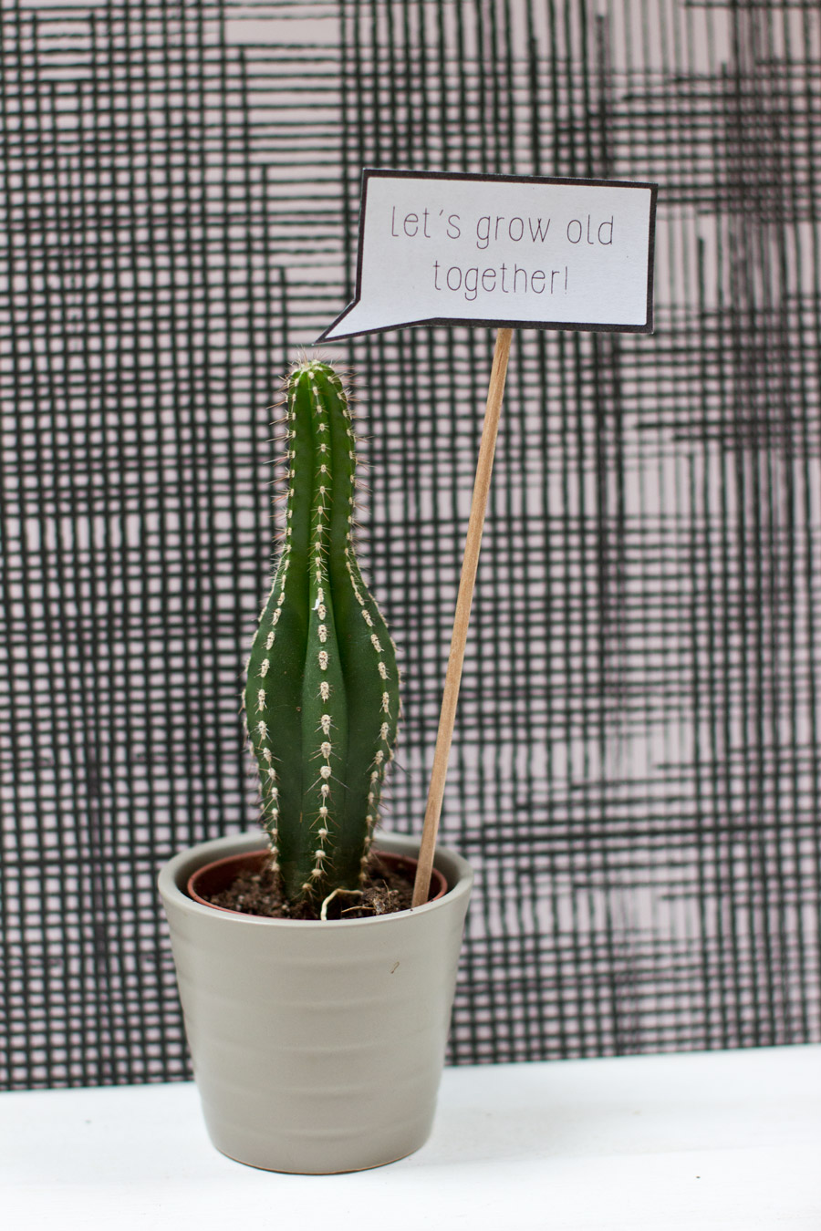 lets grow old together valentines day plant speech bubble