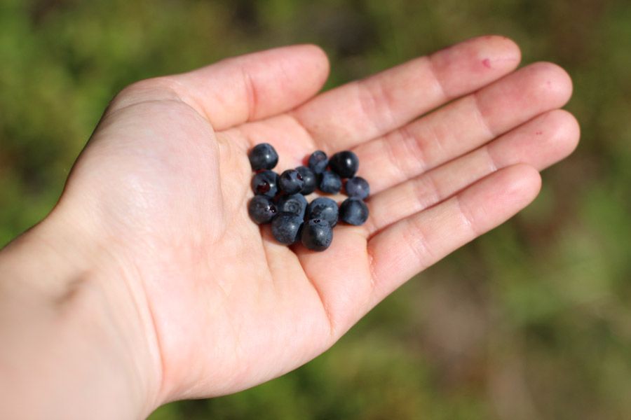 mariensee-wild-blueberries