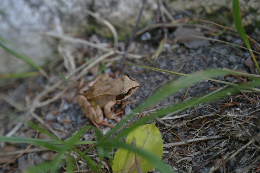 A wild frog