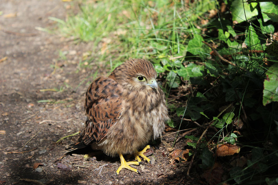 south-tyrol-tiny-falcon