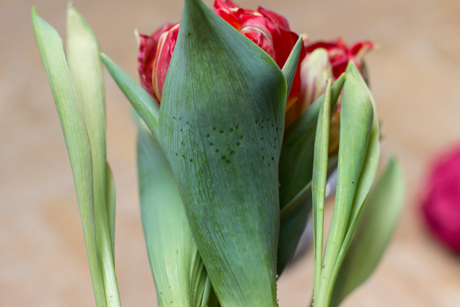 punched flower leaf as template